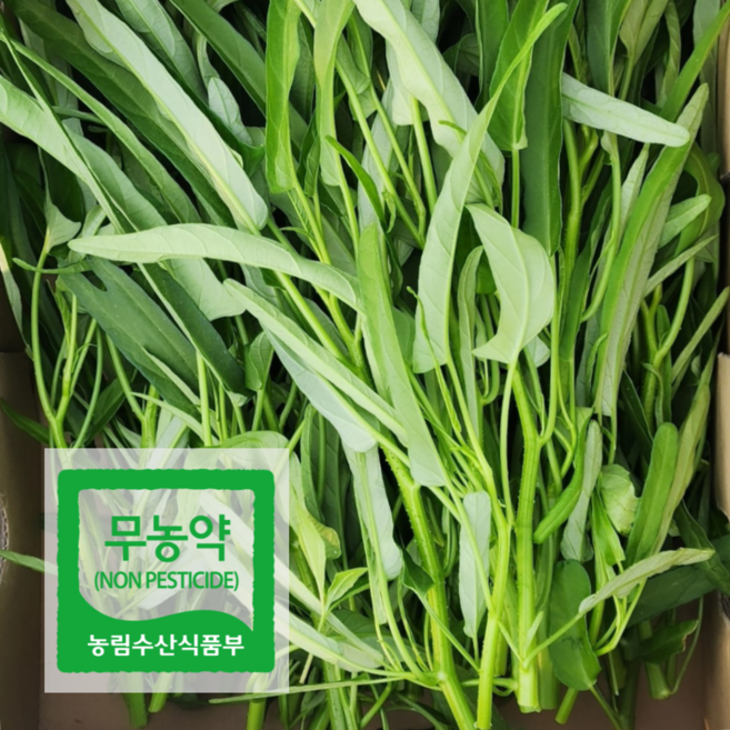 친환경 무농약 공심채 모닝글로리 1kg, 1개
