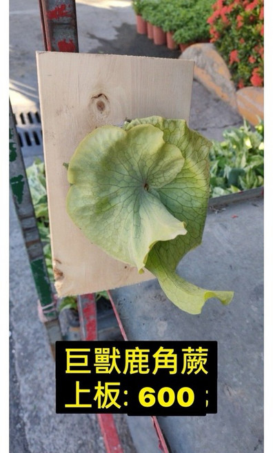 霏霏園藝 巨獸鹿角蕨 庭院上板植物 易於種植 淨化空氣, 1個