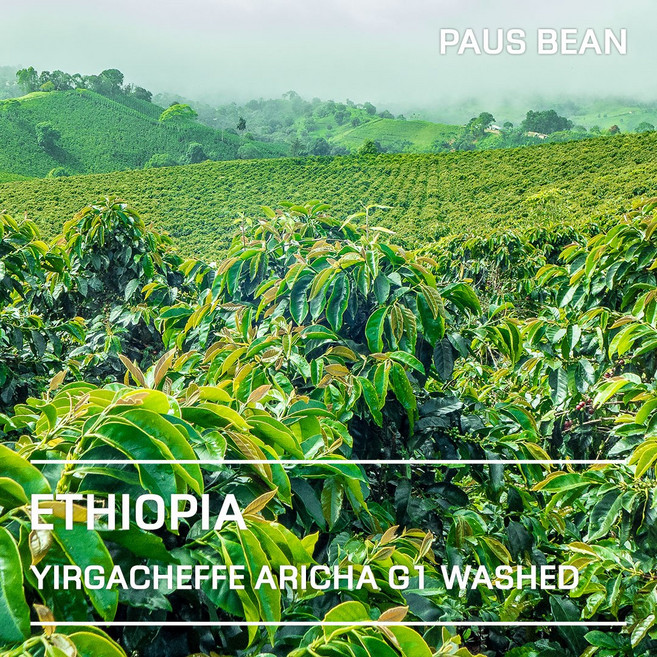 생두대빵 에티오피아 예가체프 아리차 G1 워시드 생두, 1kg, 1개