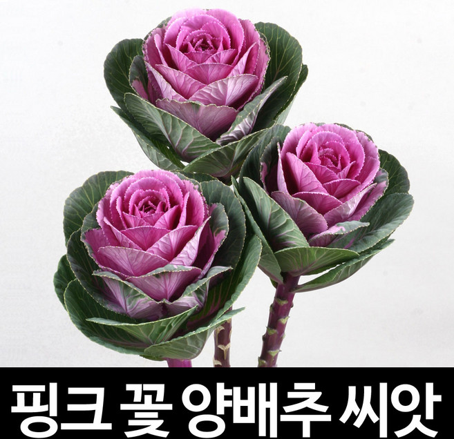 핑크 꽃 양배추 씨앗 채소 종자 꽃씨 야생화 10알, 1개