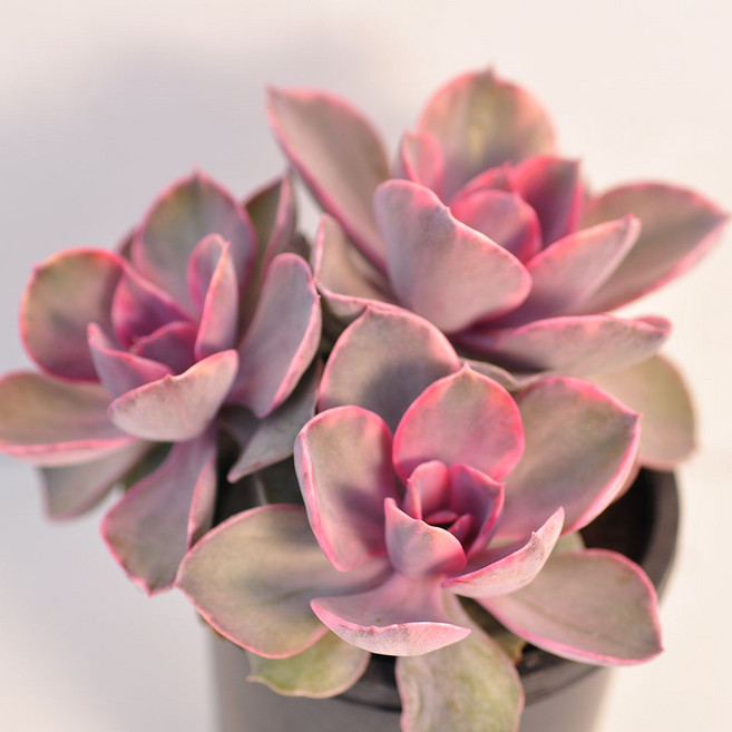 핑크 웨스트레인보우 2두이상 다육이 초보자용 아프리카식물 식테크3-119, 단품, 1개, 다육