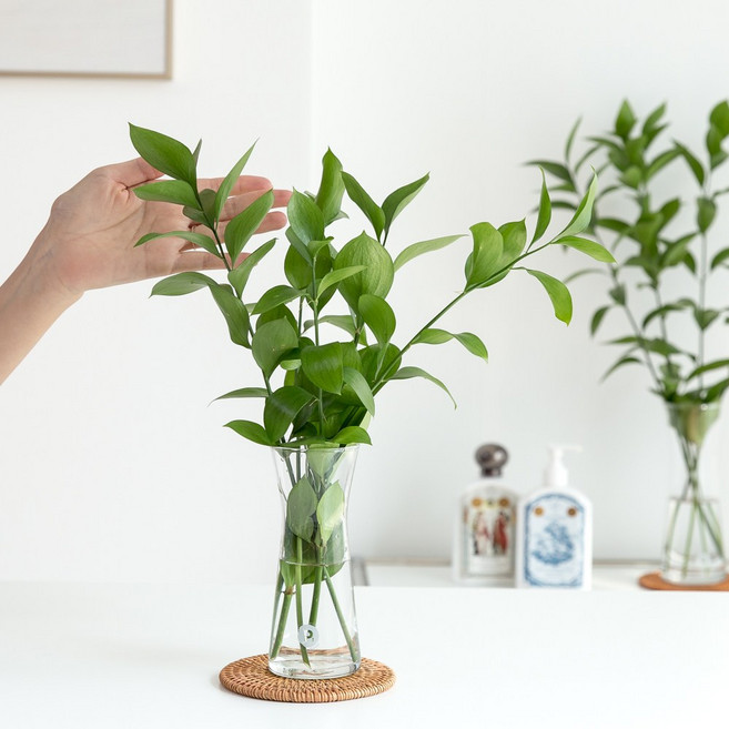 피플랜트 루스커스 생화 키우기쉬운 수경재배식물 수생식물 수중식물, (소형) 루스커스+소형화병, 1개