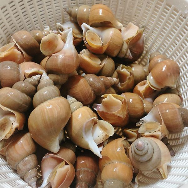 에스씨푸드 동해안 연안 활백고동(소)1kg(50미내외), 1개, 1kg