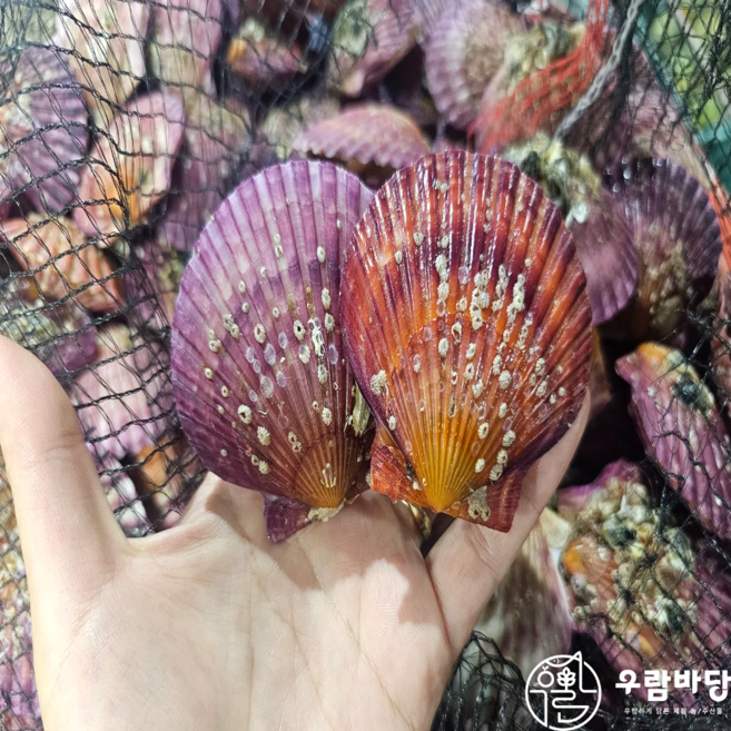 [재구매1위] 경남 통영 고성 제철 생물 비단 홍가리비, 1박스, 7kg