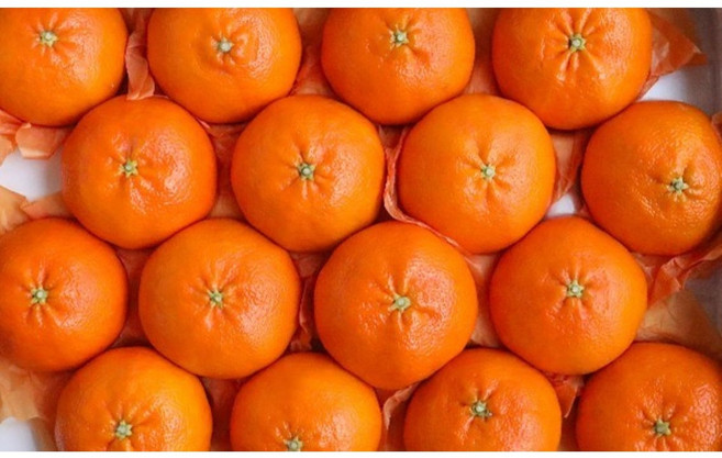 레드향 선물세트 신선한 제철 과일, 1박스, 3kg