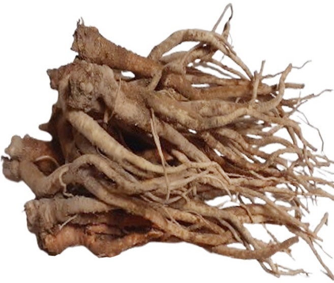 보람농장 안동 약도라지 뿌리, 1박스, 약 도라지 2Kg(비세척)