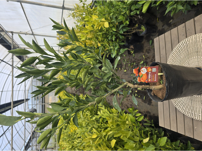 [제주한라농원]4년생 하례조생 우량신품종 감귤나무, 유자나무5년생, 1개