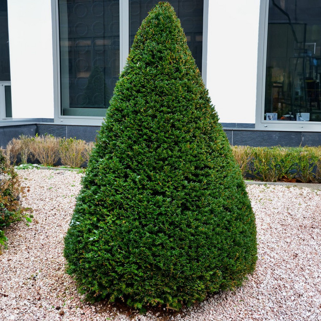 [충북농원] 조형주목 주목나무 묘목 - H1.0 x W0.3 분묘, 1개, H1.0/W0.6/소/분