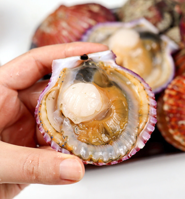 통영 제철 홍가리비 조개 비단 가리비, 1세트, 3kg (40~60미)