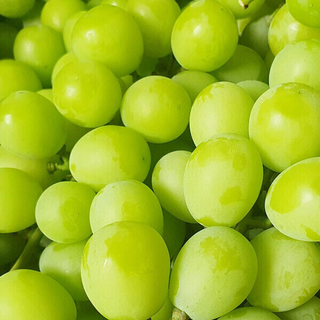 청포도 오톰크리스피 씨없는 프리미엄 애플청포도 800g, 1개