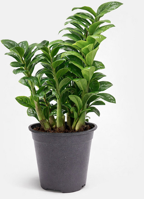 갑조네 보석금전수 개업 화분 집들이 선물 승진 사무실 이전 병원 개원 식당 개업식 축하 화분 인테리어 식물, 1개