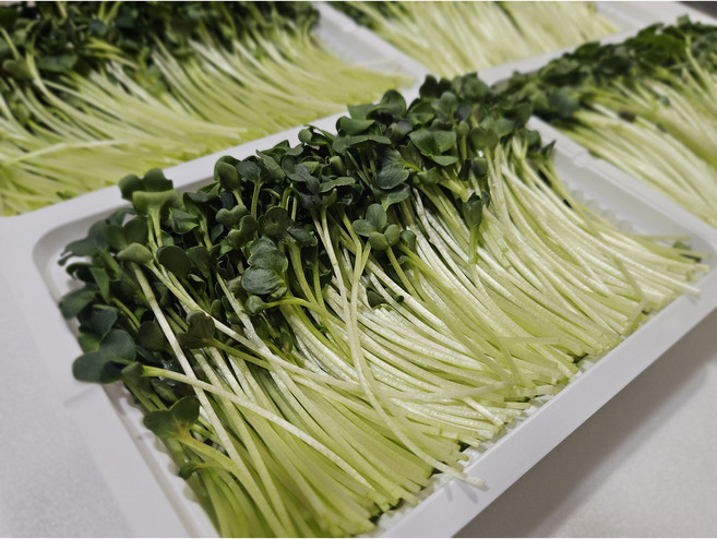 새싹채소 무순 150g, 5개