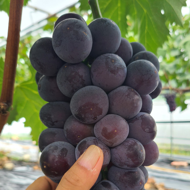 포도 씨없는 거봉 고당도 김천 거봉 [산지직송] 특 등급 1kg 1.5kg 2kg 3kg 4kg, 1개, 1kg (2~3송이)