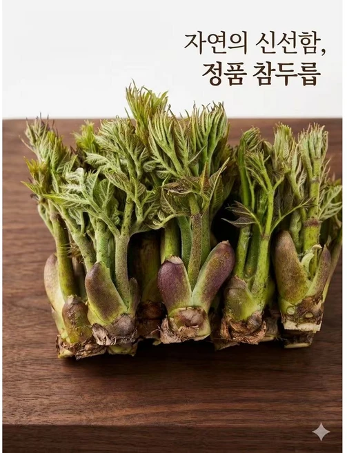 친환경 해발 600M 두지숲농원 산 두릅 참두릅 나무두릅, 500g, 1박스 - 쿠팡