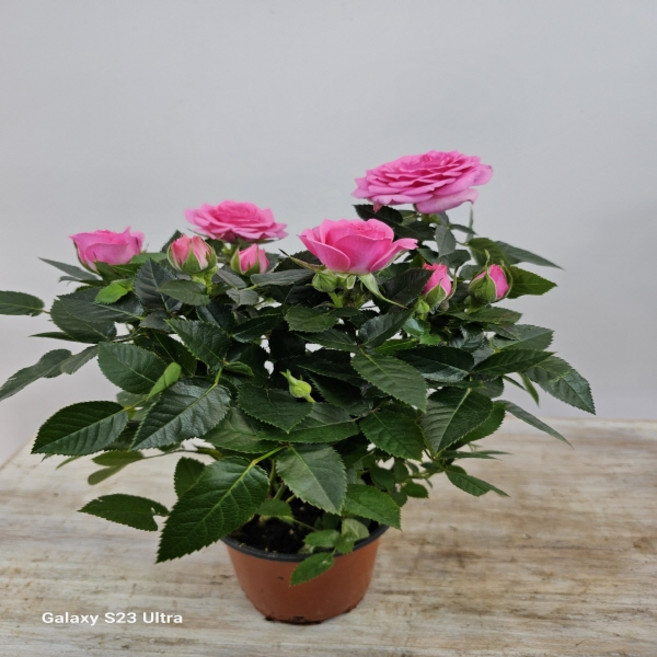 명품 핑크장미 소품, 1개