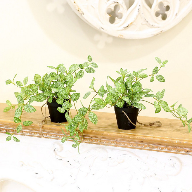 인테리어 조화 행잉플랜트 벽장식 가랜드 뉴행잉넝쿨화분, 1세트, 휘토니아