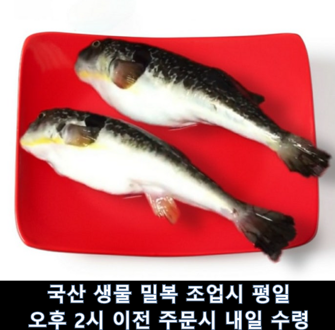국산 동해 생물 밀복 손질 복어 손질전 2kg(2-4미), 1개, 손질후 1.2-1.5kg내외 x 1