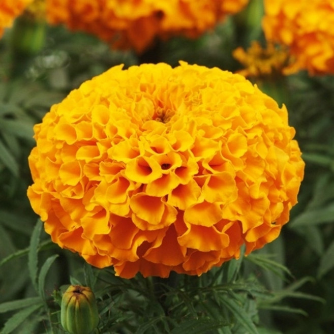 아시아종묘 씨앗 고급꽃 메리골드 1000립 태산 오렌지, 1개