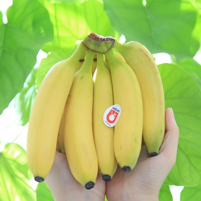 초고당도 일반 수입산 바나나 생과 버나나, 1박스, 3송이