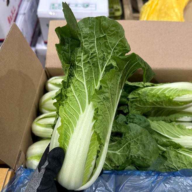 백씨네 농산물 전라도 얼갈이배추, 1박스, 4kg