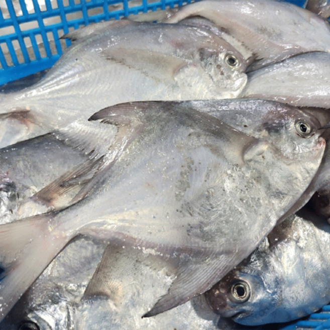 먹부장 연안 급냉 횟감 병어 1kg, 1