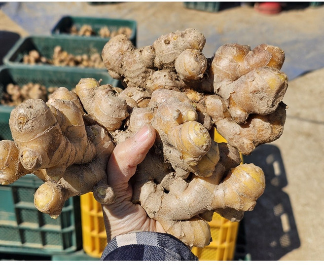 시골팜 생산자직발송 국내산 대강생강종자 흙생강종자(특) 5kg, 1개, 일반생강종자 5kg