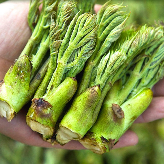 강원도 자연산 참두릅 개두릅, 1개, 자연산 참두릅 1kg