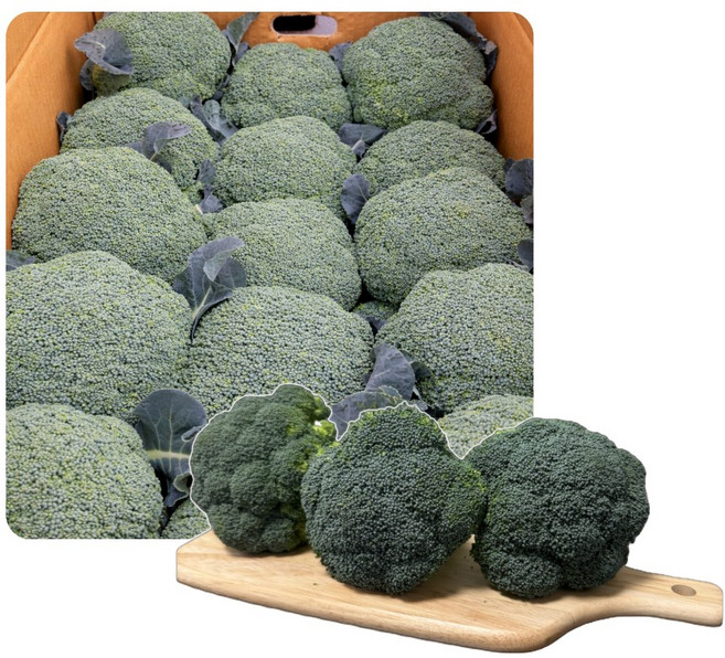 하태푸드 제주도 브로콜리 특품, 2kg, 1개