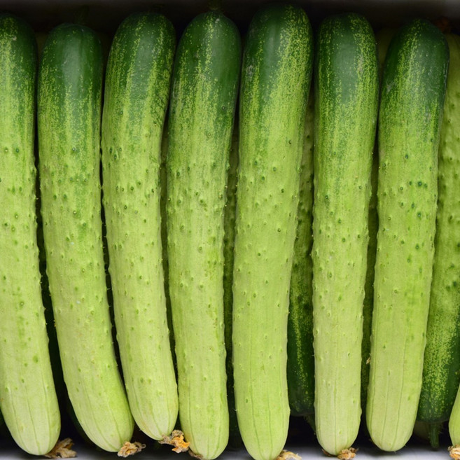 경북 상주 백오이 3kg/13-15개내외, 단품, 단품