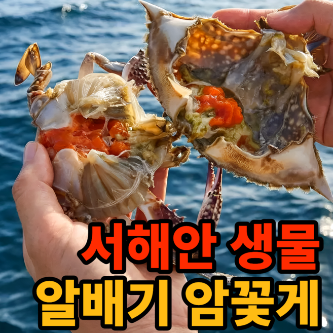 [한정기획특가]당일조업 국산 생물 암꽃게 알배기, 1박스, 1kg (활암꽃게)