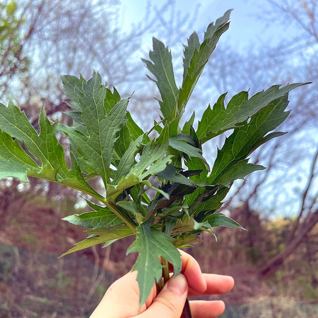 삼잎국화 나물 생채 / 국화 울타리나물 제철 봄나물 / 4월10일 이후 순차출고, 1kg