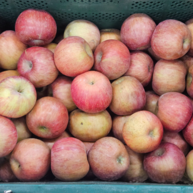 [현수농원] 재구매율 98% 경북 안동 청송 의성 문경 꿀사과, 1개, 빨간사과_쥬스용 10kg 과수랜덤