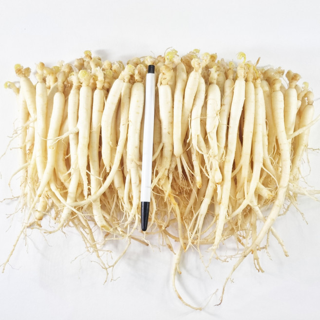 4~6년근 삼계탕 갈비탕 해물탕 조개탕 해물전 샐러드 샌드위치 된장국 인삼죽 전복죽 인삼튀김 볶음 인삼김치 요리 무료 세척수삼 실실이 1채 100~180뿌리 내외, 1개, 750g