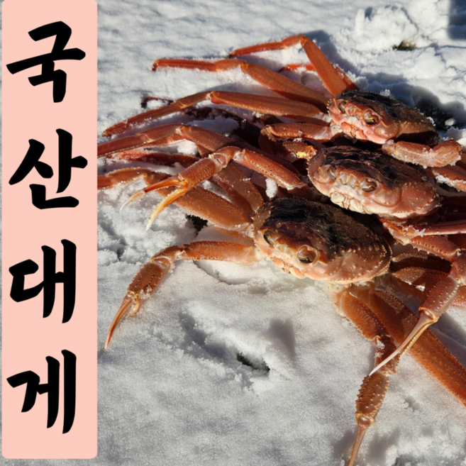 [산지직송]영덕대게 자숙 포항 구룡포 울진 게, 1박스, 국산대게 [중] 9.1~9.9cm 3마리