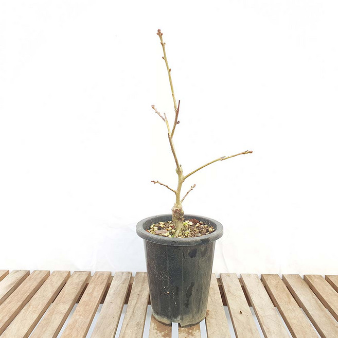 루비 산사나무 소형 열매 묘목 꽃 분재 화분 인테리어 반려 식물, 1개