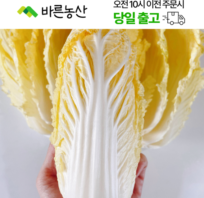 < 바른농산 > 국내산 알배기 배추 상등급 알배추 쌈배추 (300~500g), 500g, 12개