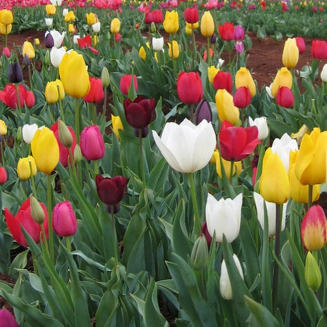 [풀떼기] 유럽 튤립 저온처리 구근 혼합 50개