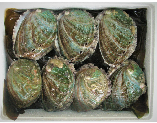 청정완도물산 특대사이즈 1kg 6-8미 고급선물용 선물용 보양식 산소해수포장 당일발송 전복요리, 1개, 6-8미(1kg)