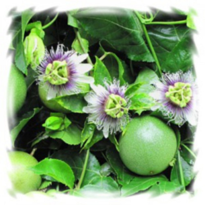 꽃모종 시계초, 패션후르츠(백향과) : 9cm분, 1개