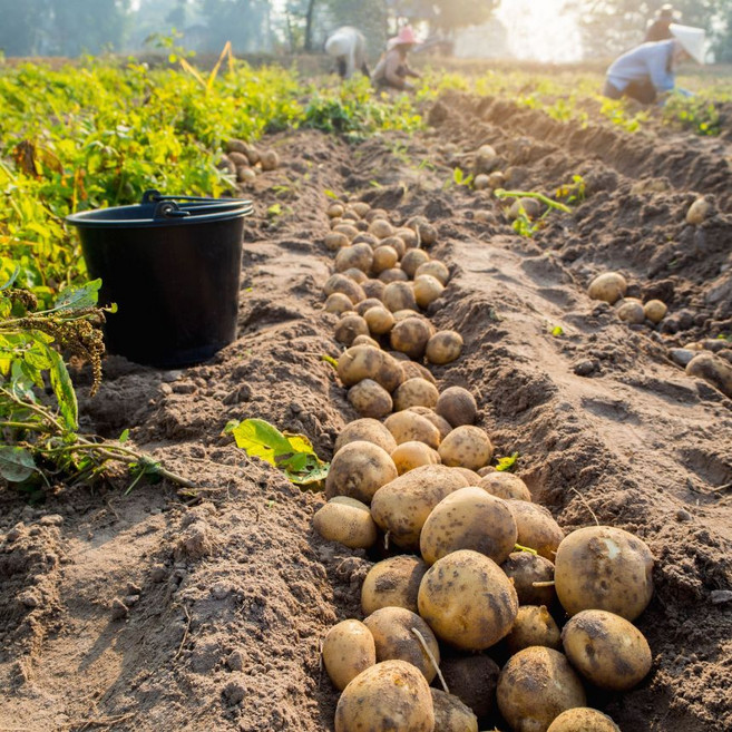 [IOO% 강원도 고랭지 재배] 향토미가 국내산 수미감자(중) 햇감자, 1박스, 5kg