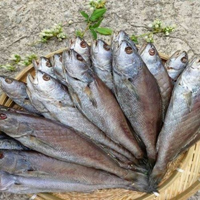 국내산 반건조 민어 제수용 민어3미 35cm내외 말린생선 산지직송