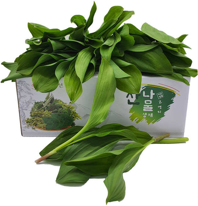 강원도 정선 민둥산 해발 1118고지 고랭지 야생 명이나물 [산지직송], 500g, 1박스