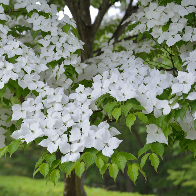 [충북농원] 산딸나무 묘목 - R1.5~R4 분묘, R1/분, 1개