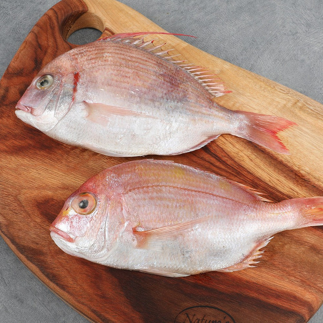 자갈치닷컴 냉동꽃돔 냉동도미 요리실습용 생선, 2.8kg (5마리 / 28-31cm전후), 1개