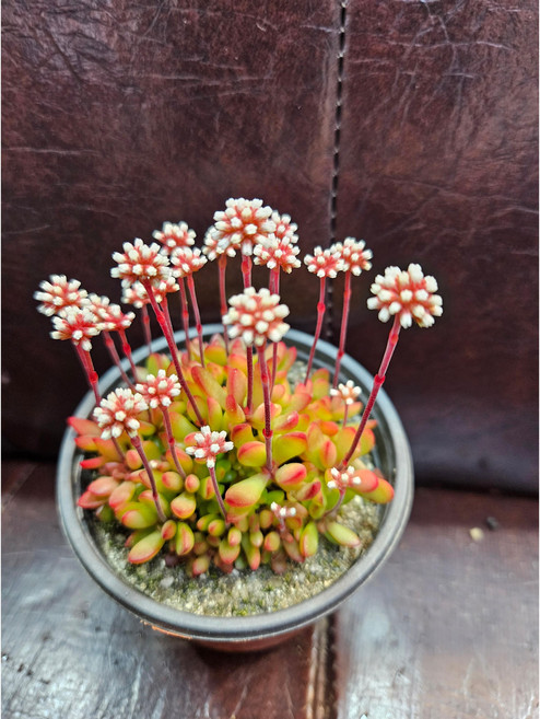 팅커벨 라디칸스, 1개