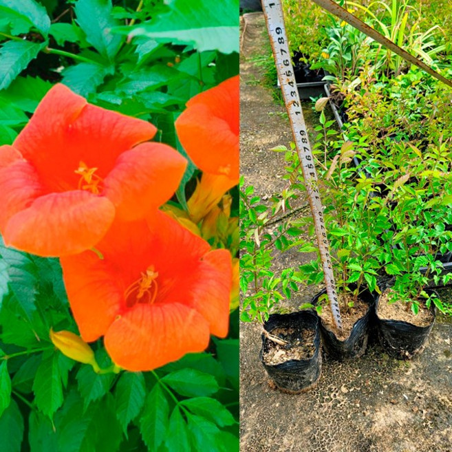 순희농장 능소화묘목 포트묘 5개 여름꽃 넝쿨꽃 나무