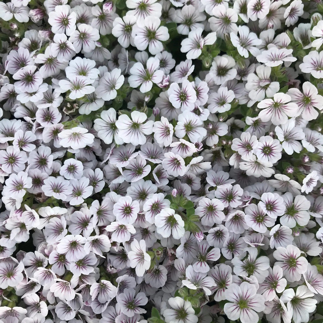 이끼용담 모종 노지월동 지피식물 지피 야생화, 4개