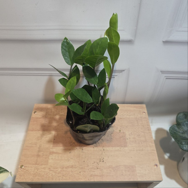 금전수 소품 돈나무 개업화분 공기정화 반려식물 건돌이, 1개, 기본