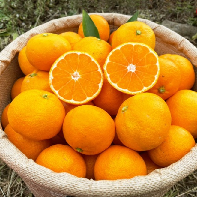 [당도보장] 제주 산지 직송 타이벡 감귤 (3kg/5kg/10kg), 1박스, 타이벡 감귤 5kg (혼합과)