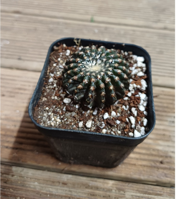 행복한꽃순이/디스코홀스티선인장(6cm분)/실생